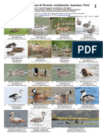 Aves Laguna Pacucha PDF