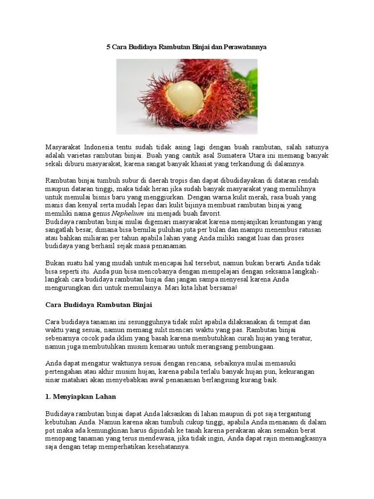 5 Cara Budidaya Rambutan Binjai Dan Perawatannya | PDF