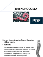  Filum RHYNCHOCOELA