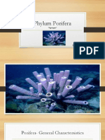 Phylum Porifera: "Sponges"