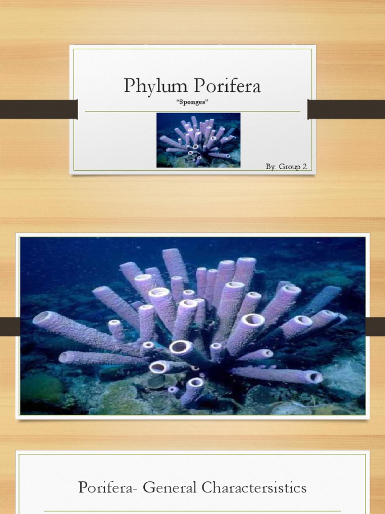 Phylum Porifera: 
