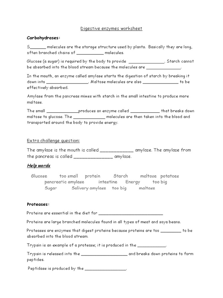 Digestive Enzymes Worksheet