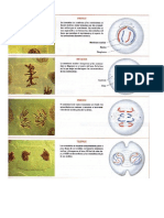 FASES DE LA MITOSIS