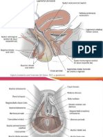 Anatomie. Placentatie. Structura si fiziologia placentei.pdf