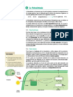 Fotosintesis Tema PDF