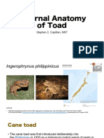 External Anatomy of Toad: Stephen C. Capilitan, MST