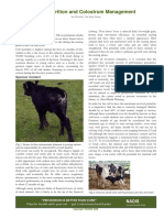 Calf Nutrition and Colostrum Management: Background