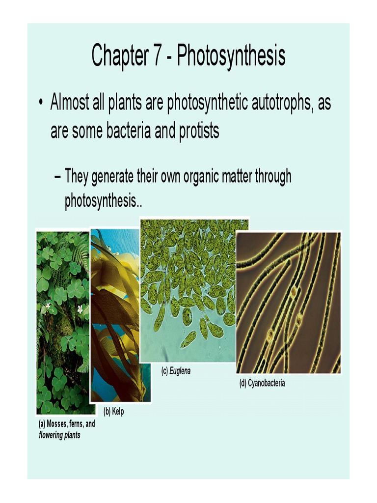Chapter 7 Photosynthesis Almost All Plants Are Photosynthetic Autotrophs, As Are Some