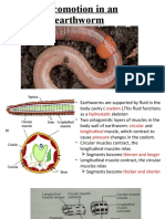 Locomotion in an earthworm.pptx