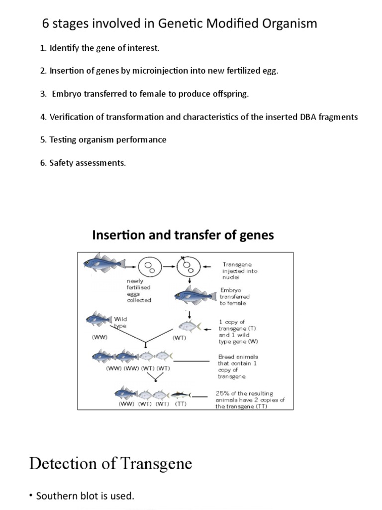 6 Stages of Genetic Modification Process | PDF | Wellness