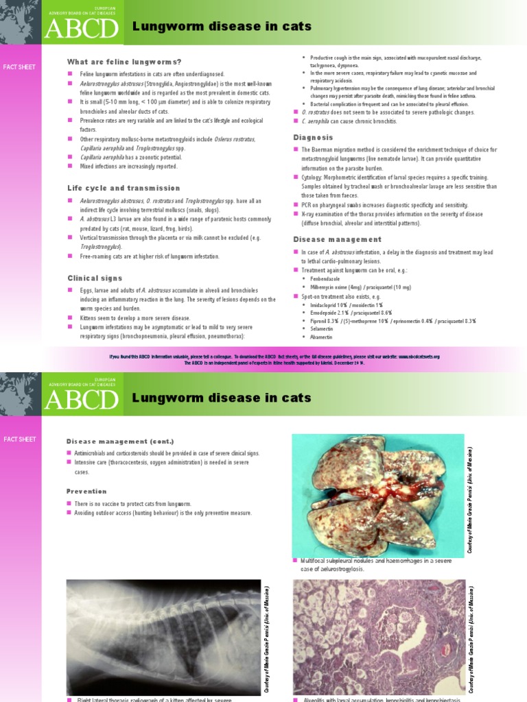 Lungworm Disease in Cats What Are Feline Lungworms? PDF