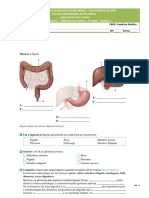 FT - 3 - Sistema Digestivo