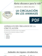 S18-La Circulación en Los Animales PPT 3ro