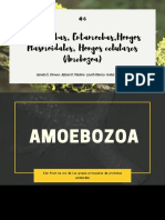 Ginnamebas, Entamoebas, Hongos Plasmoidales, Hongos Celulares (Amebozoa) PDF