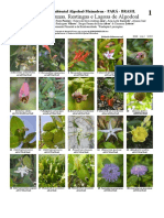 1081 Brazil Plants of Apa Algodoal-Maiandeua 1