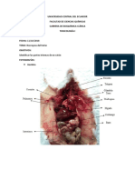 Lab 1 Prac 3 Grupo 8 Necropsia Ratón