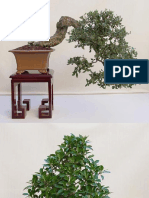 40 fotos bonsai.pdf
