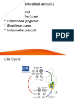 Commensal intestinal amoeba and flagellates: Entamoeba coli, Entamoeba hartmani, Entamoeba gingivalis, Endolimax nana, Iodamoeba butschlii, Balantidium coli, Giardia lamblia