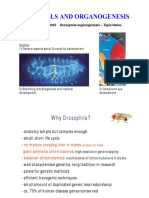 lec. 13 Drosophila 2.pdf