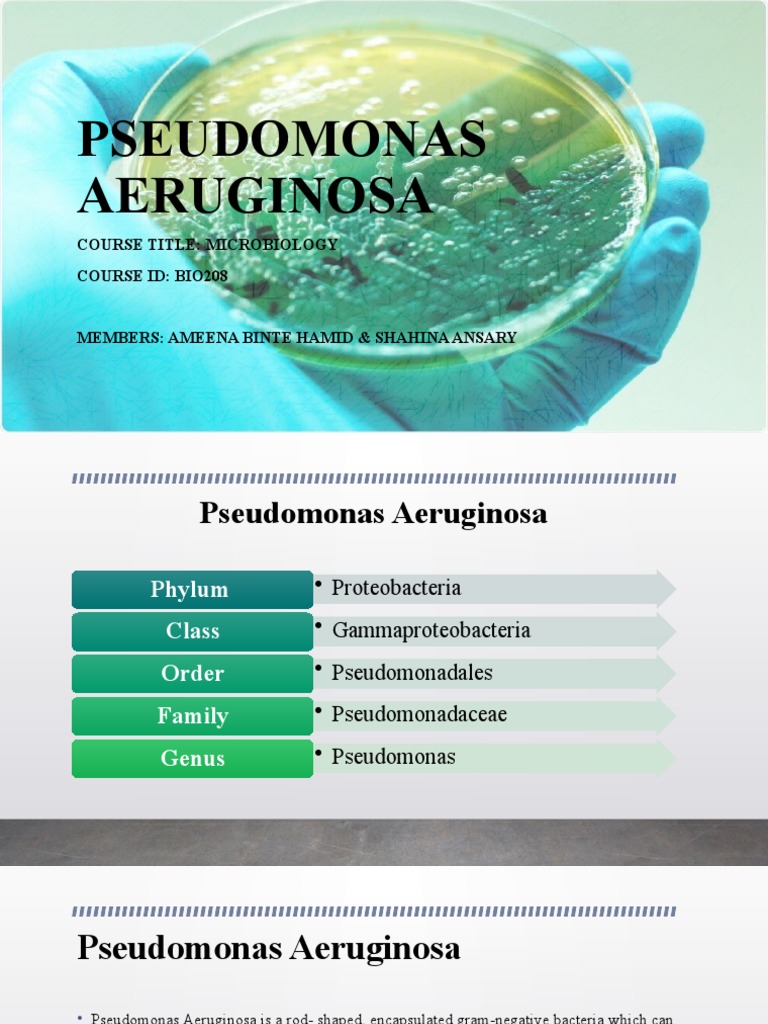 Pseudomonas Aeruginosa Overview | PDF | Pseudomonas Aeruginosa | Immunology