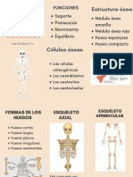 Sistema Oseo Humano Gabriella Rojas 7c