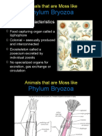 Phylum Bryozoa: Animals That Are Moss Like