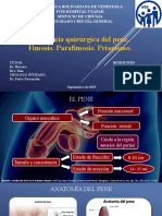 Tema 1. Anatomia Quirurgica Del Pene