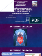Tema 6. ANATOMIA QUIRURGICA DEL INTESTINO DELGADO Y GRUESO PDF