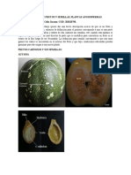 Laboratorio Sobre Frutos y Semillas