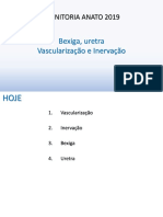 19.10.23 - Aula 15 - Bexiga, Uretra, Vasc e Inerv Geral