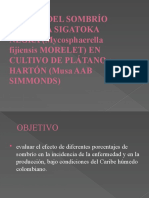 Diapositiva de La Sigatoka Negra en El Cultivo Del Platano