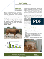 Bull Fertility: The Importance of The Bull in Herd Fertility