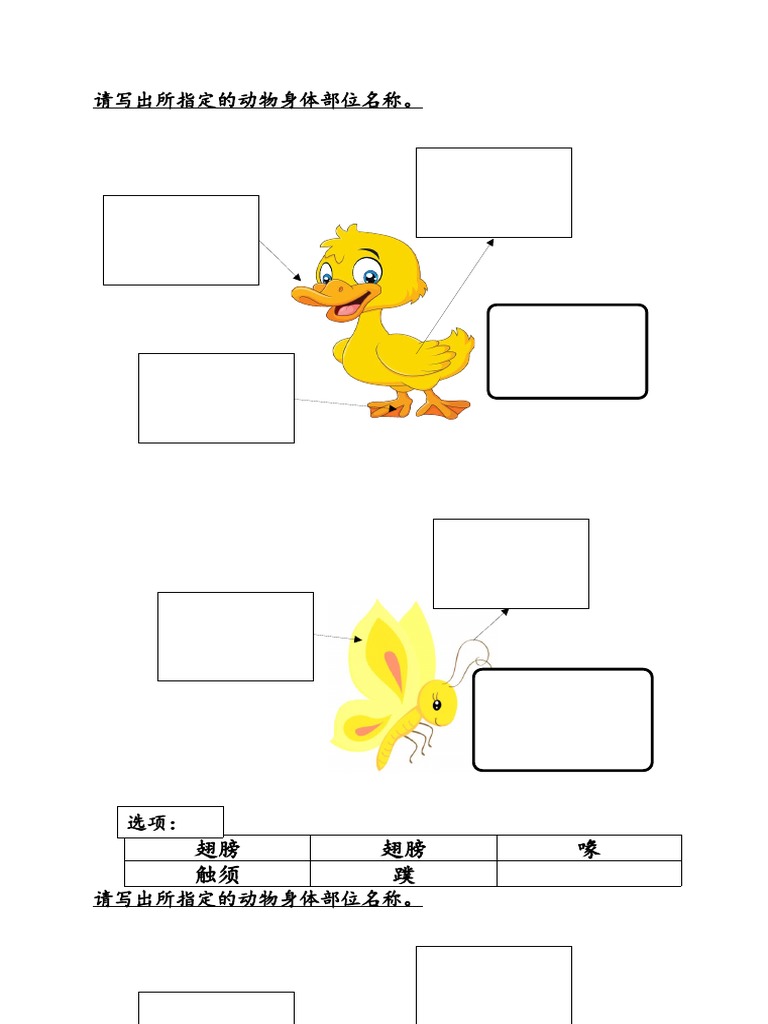 动物的身体部位组别活动卷1 Pdf