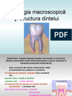 Morfologia microscopica si macro a dintelui curs 6