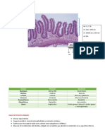 Intestino Delgado.pdf