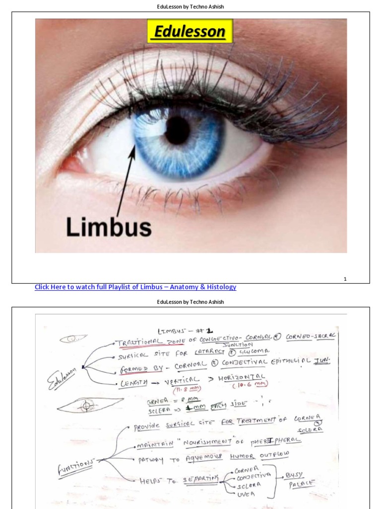 Limbus Anatomy and Histology Overview | PDF | Biology | Anatomy