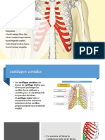 Cartílago Costa y Costillas - DISEÑO