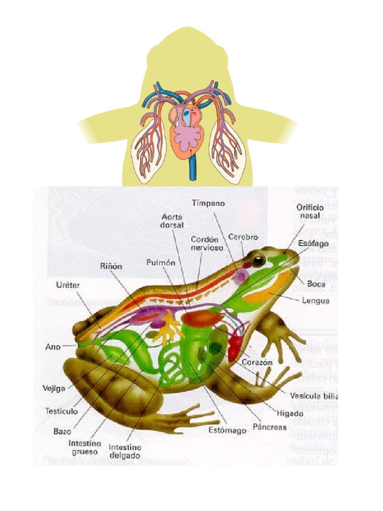 Anfibios Anfibio Pulmon