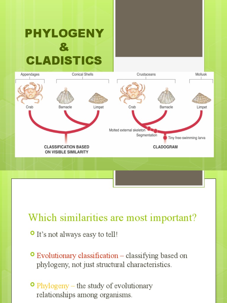Cladistics vs Phylogeny Explained | PDF