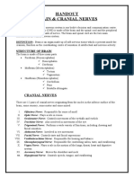 Handout Brain & Cranial Nerves: M.SC NSG Ist Year