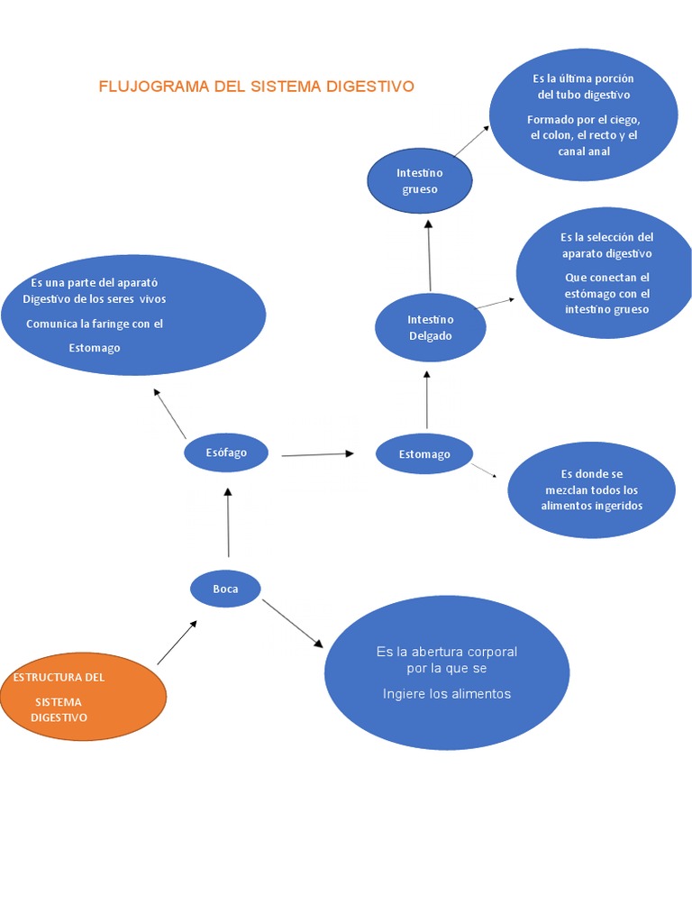 Flujograma del Sistema Digestivo | PDF, image size:768x1024