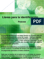 Llaves de Gramineas Poaceas16