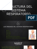 estructura sistema respiratorio exposicion.pdf