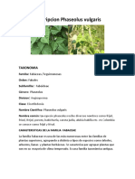 Descripcion Phaseolus Vulgaris