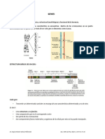 TEMA 4 GENES