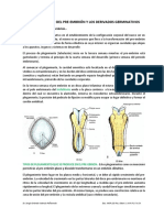 Tema 11 Derivados Germinativos