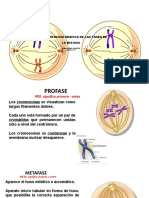 Fases de La Mitosis