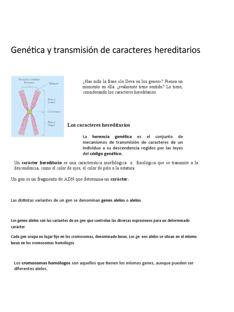 Genética y Transmisión de Caracteres Hereditarios PDF Dominancia (Genética) Sexo