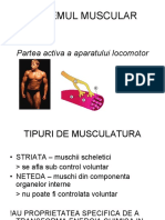 anatomie musculatura Presentation1