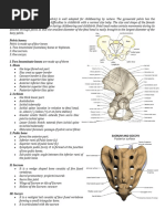 Anatomy and Functions of the Pelvis | PDF | Pelvis | Skeletal System